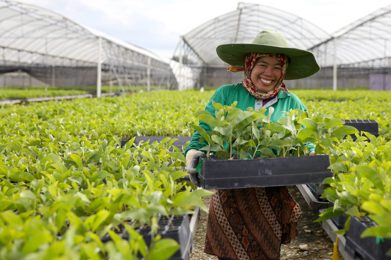 Kebun Bibit APRIL-RAPP: Kebun Pembibitan RAPP di Pangkalan Kerinci, Riau