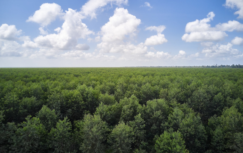 Hutan Tanaman Industri: Salah satu HTI RAPP di Kabupaten Pelalawan , terdiri dari jenis pohon akasia dan eukaliptus.