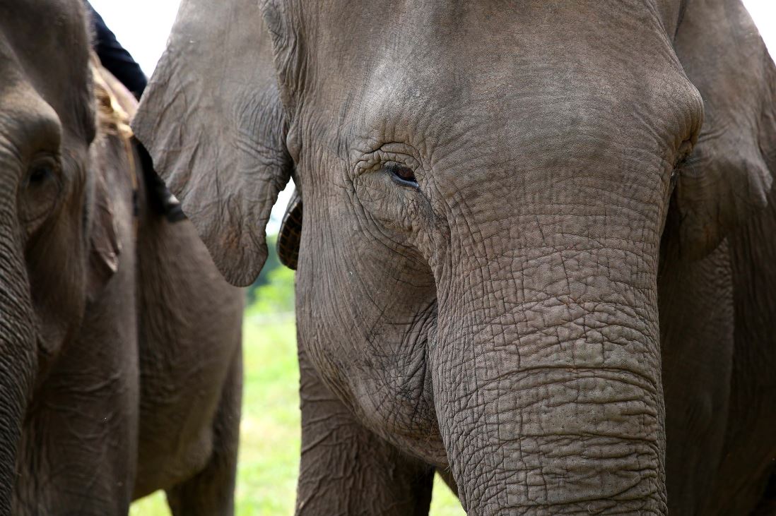 Six Elephant Fun Facts from APRIL's Flying Squad