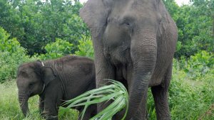 Six Elephant Fun Facts from AP...