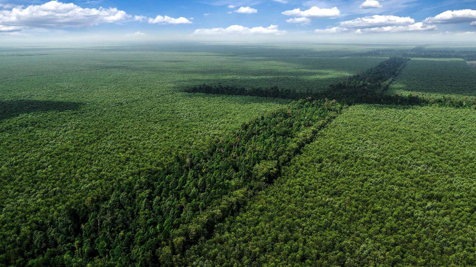 April Pelalawan Estate Aerial