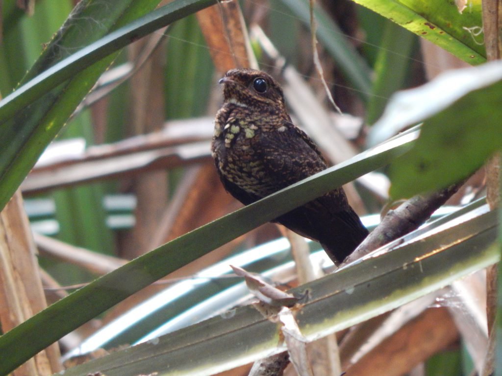 APRIL RER Bonapartes Nightjar Caprimulgus concretus &mdash; APRIL Asia
