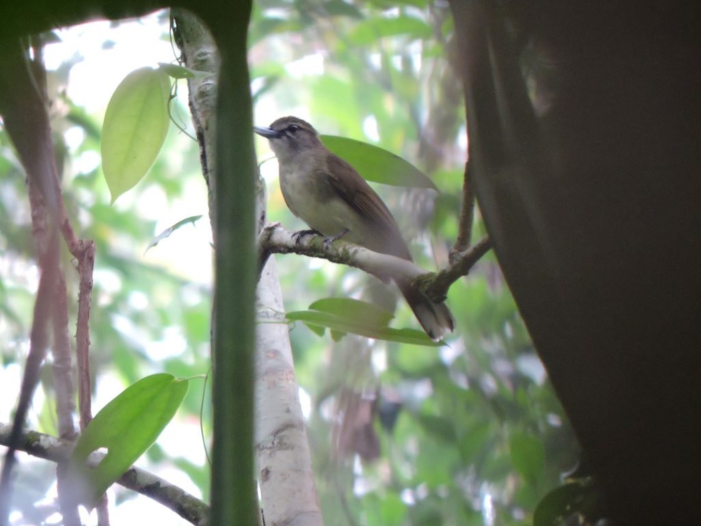APRIL RER Prayitno HookbilledBulbul &mdash; APRIL Asia