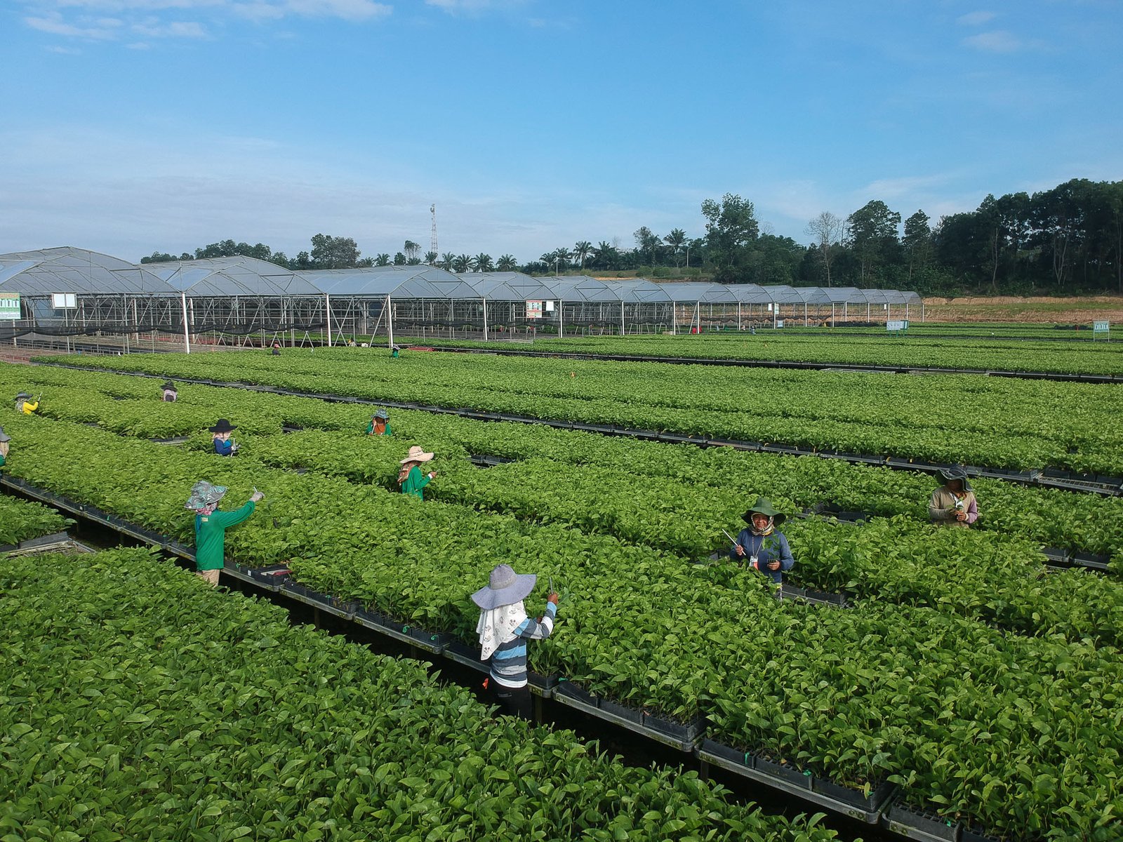 Laporan Interim KPMG terhadap Pelaksanaan Kebijakan Pengelolaan Hutan Berkelanjutan 2.0 April Yunaidi Joepoet Aerial