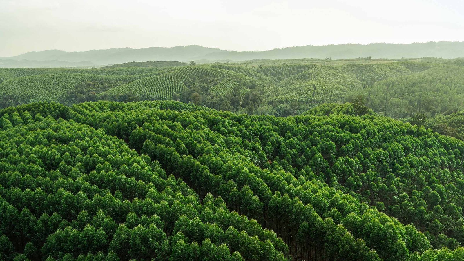 April Yunaidi Joepoet Aerial Plantation Logas 1