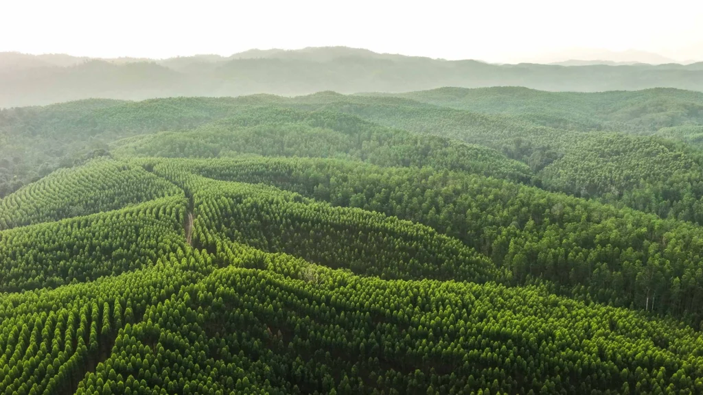April Yunaidi Joepoet Aerial Plantation Logas 2