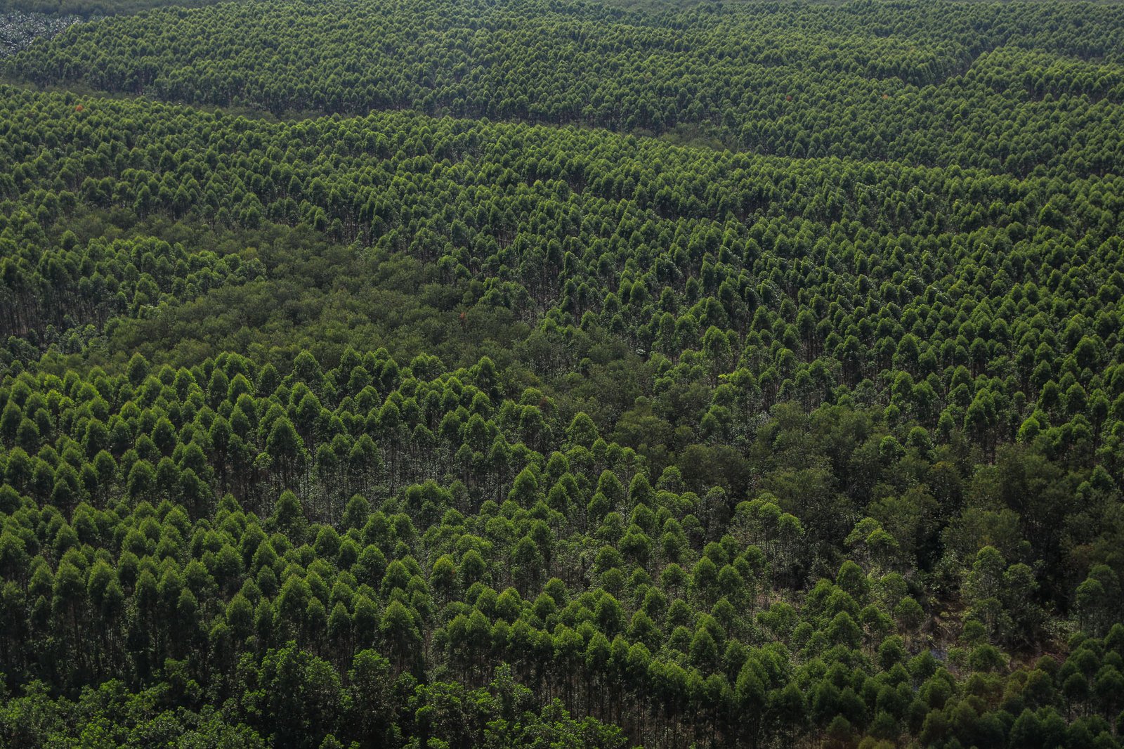 APRIL Memberikan Sanggahan atas Klasifikasi ‘Risiko Tinggi’ dari Canopy melalui Pengelolaan Hutan Berkelanjutan yang Terverifikasi Independen April Yunaidi Joepoet Day