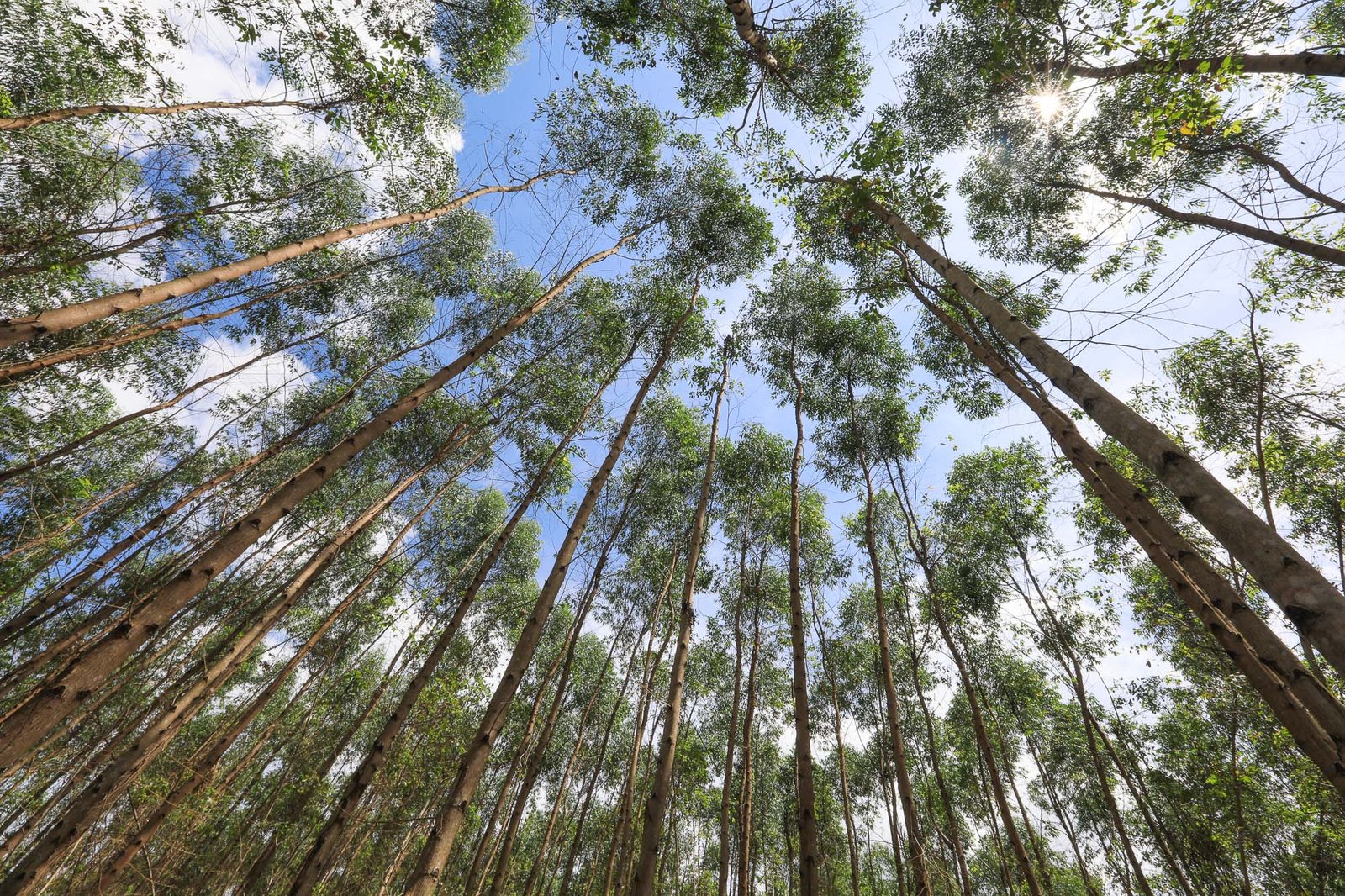 Komite Penasihat Pemangku Kepentingan (SAC) Membuka Konsultasi Terkait Proses Assurance SFMP 2.0 oleh APRIL Tahun 2019 Hutan Tanaman Industri
