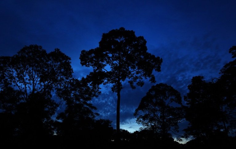 Jhance Bigconservation Twilight Sabah Sepilok 0396