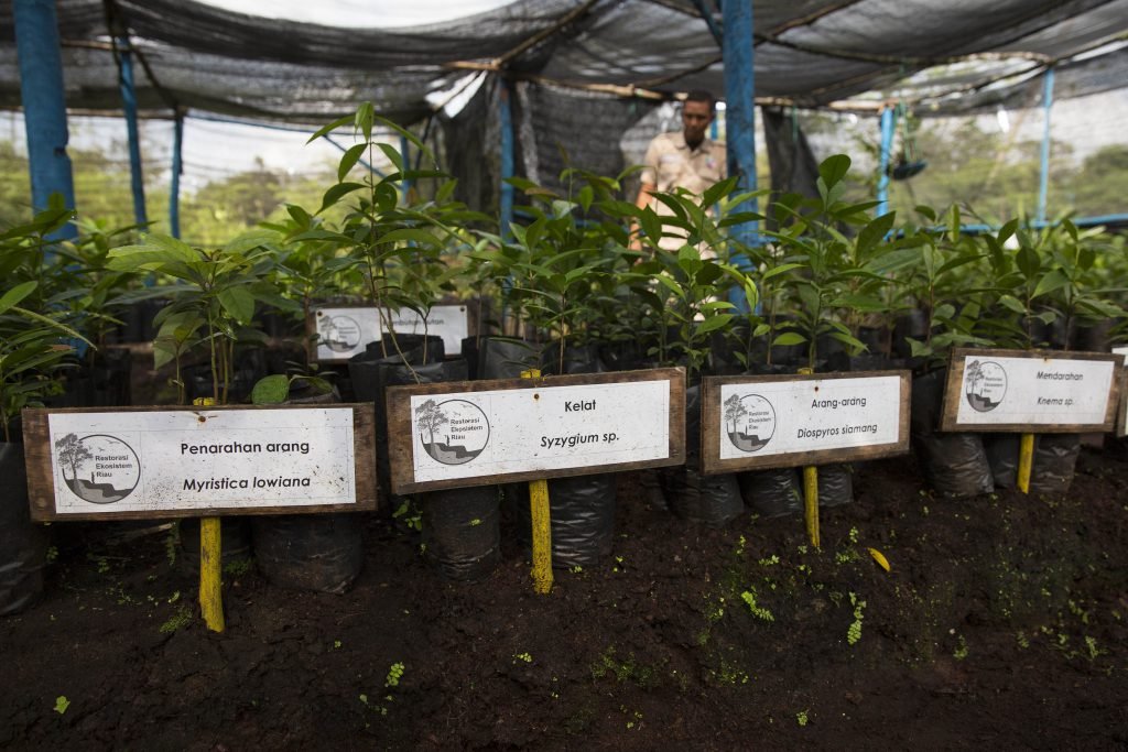 Bagaimana Restorasi Ekosistem Riau Menghadapi Tantangan Restorasi RGE APRIL Berry SangarNursery 10 1 — APRIL Asia