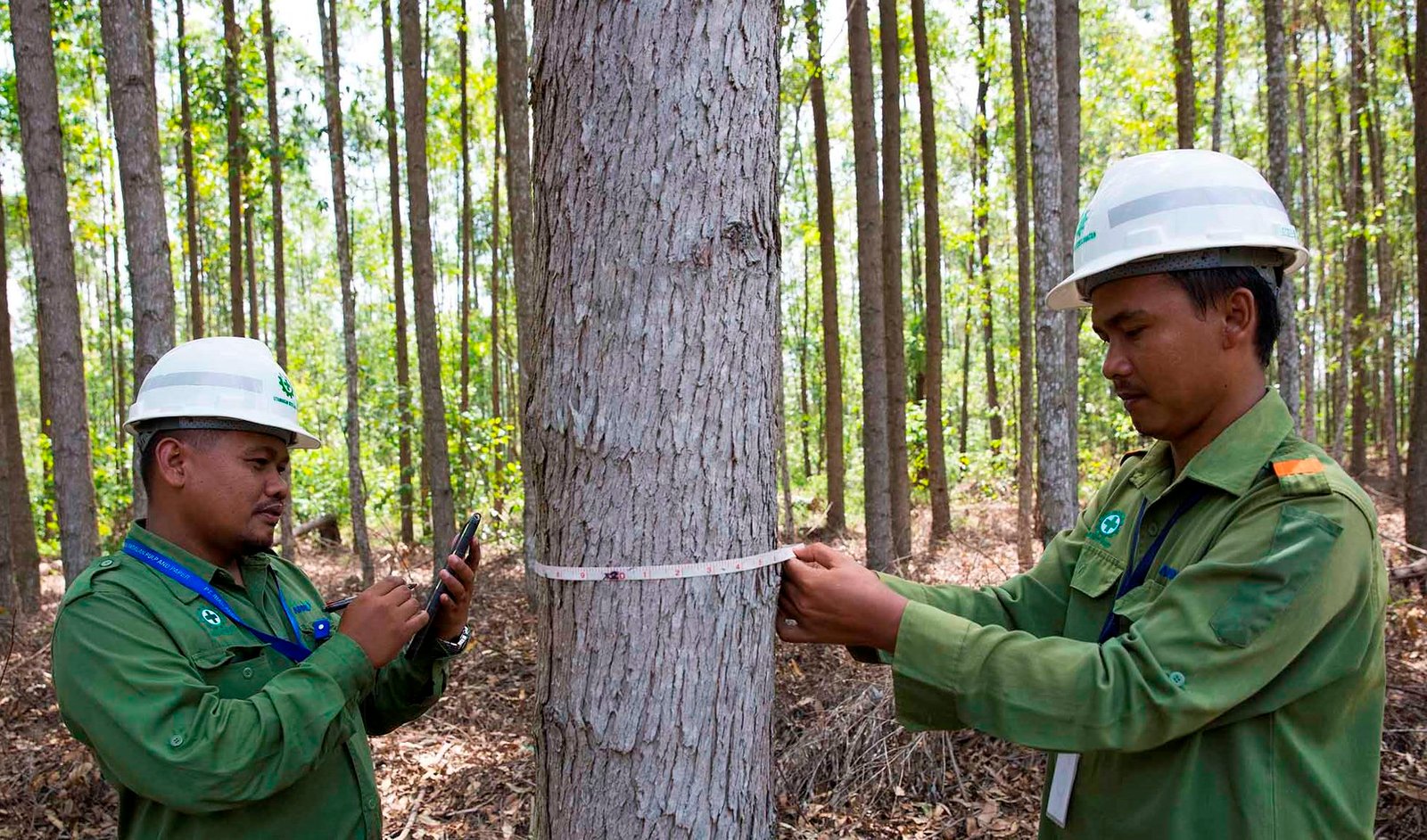 Laporan Lanjutan Rencana Tindakan KPMG PRI Terhadap Rencana Aksi SFMP 2.0 Tree Measuring