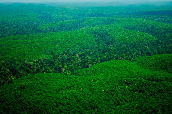 april forest