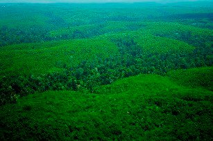 The Bigger Picture: Conservation and Eco-Restoration Sits Alongside Production Forestry In Indonesia april forest