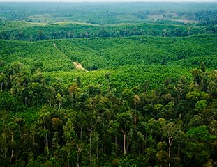 APRIL GROUP RESPONDS TO MONGABAY STORY ON PULAU PADANG Bank