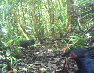 Wildlife Protection with Restorasi Ekosistem Riau (RER) Rekoforest bird