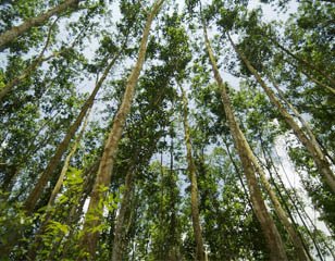 APRIL Welcomes Civil Society Assessments to Ensure the Compliance of SFMP Commitments Forest1 Featured Image