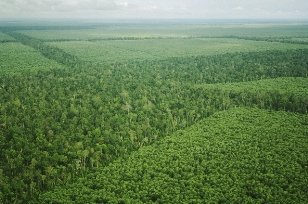 APRIL Group Moves on Policy to Measure Forest Carbon Idh Coop