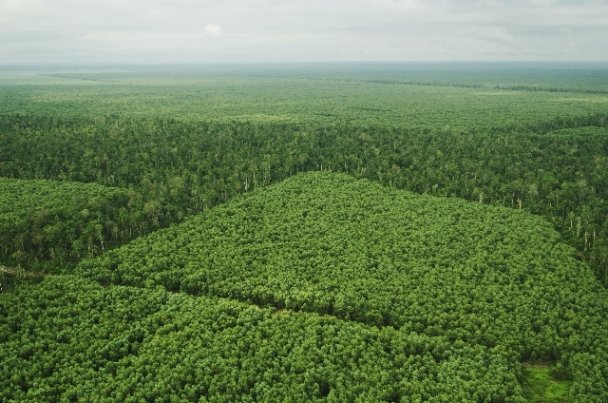 APRIL in Full Compliance With Sustainability Policies indo forestry and development