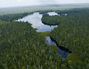 Big step for Indonesia forests: first of 2 million trees planted Kamparrer Featured