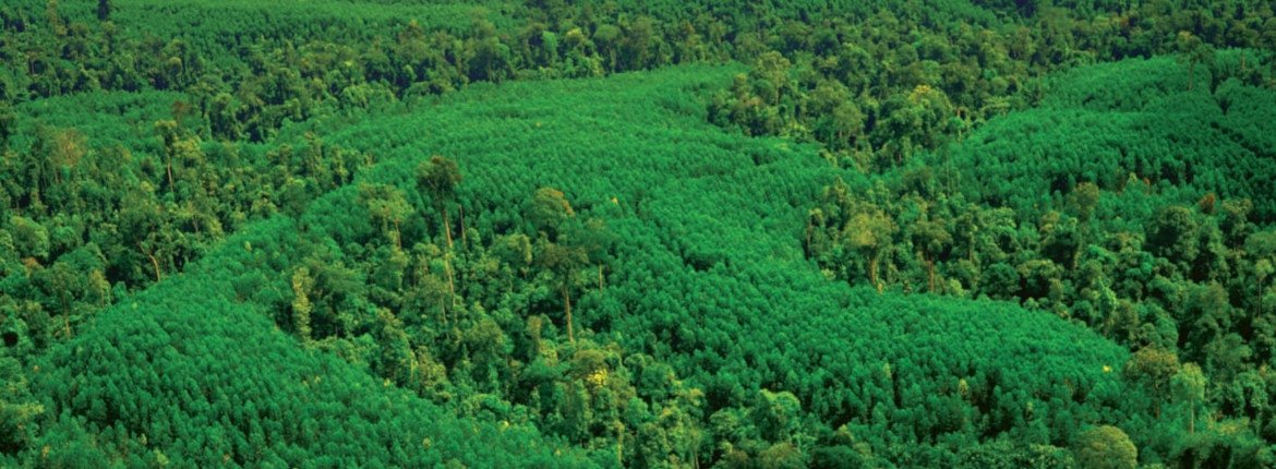 Mosaik Plantation Pt Rapp Banner