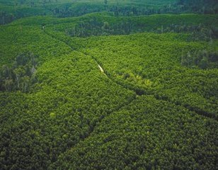 Rsz Forest1