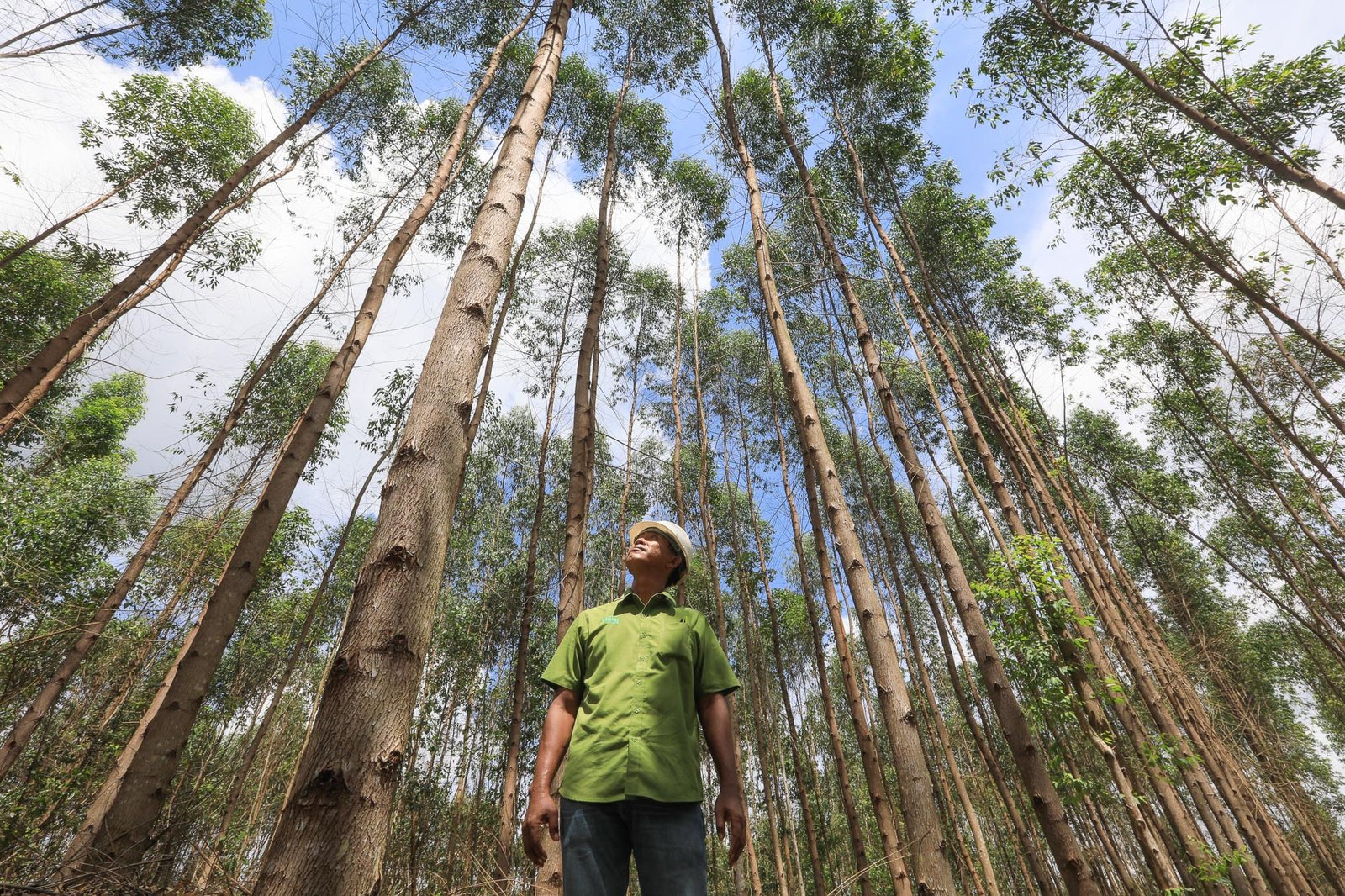 Mengedepankan Keberlanjutan: Grup APRIL Menerbitkan Laporan Keberlanjutan 2018 Trees In Forest