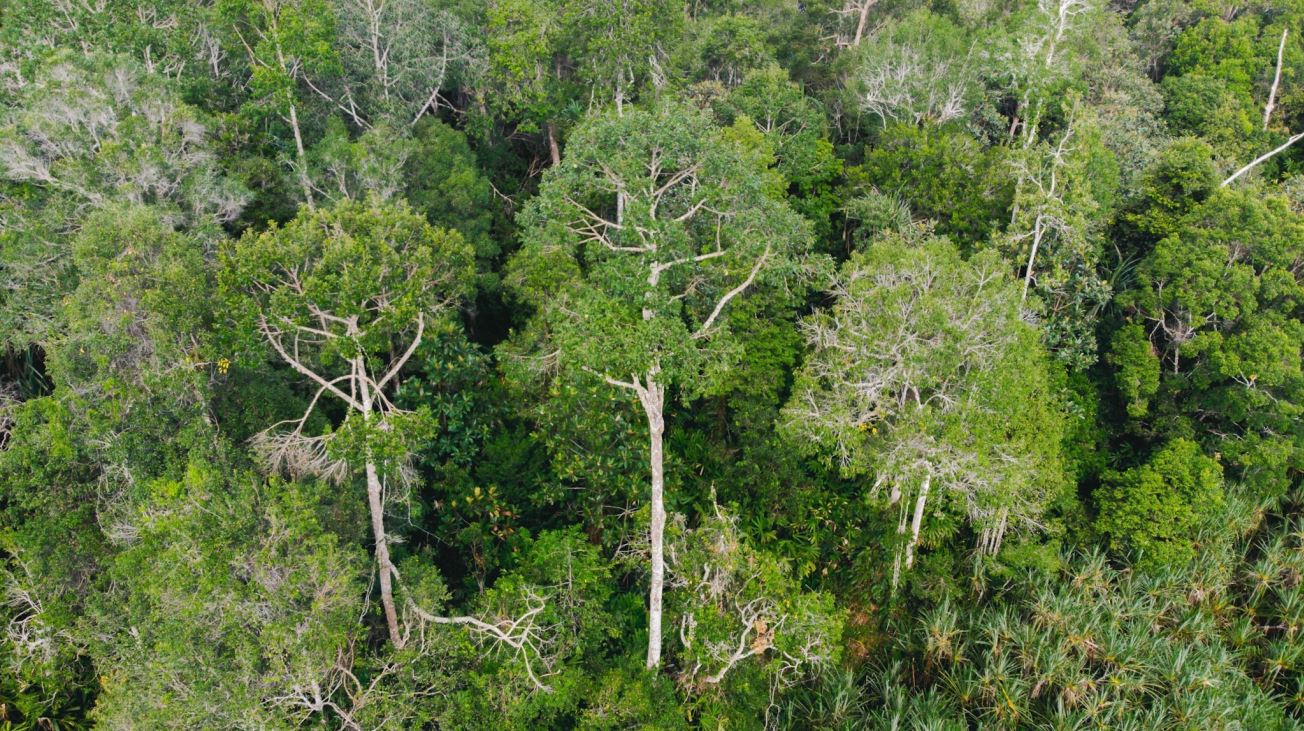5 Ways To Protect Our Forests In Honor Of International Forest Day 5 ways to protect our forests in honor of international forest day 01 — APRIL Asia