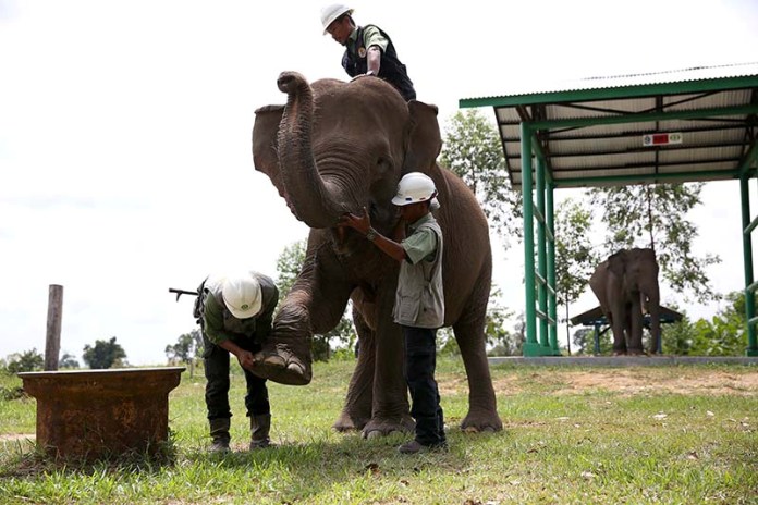 Elephant flying squad 14 &mdash; APRIL Asia