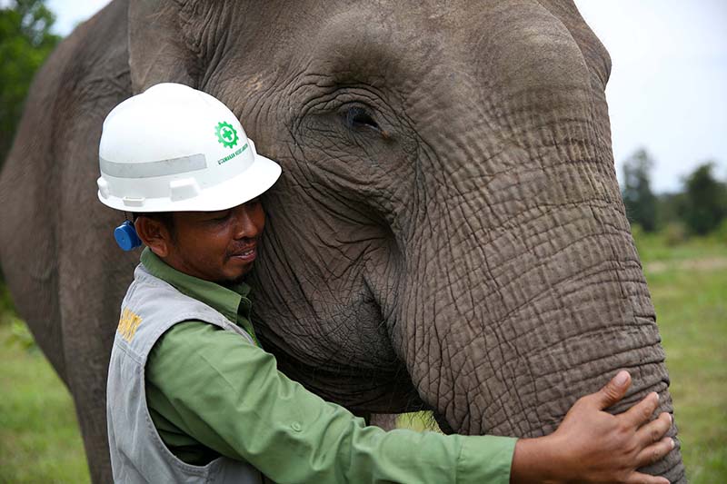 APRIL elephant flying squad