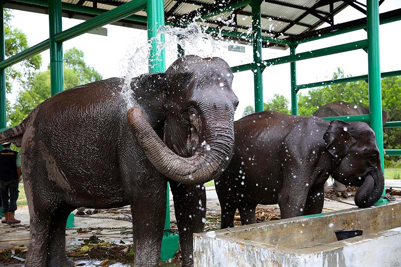 Elephant flying squad 50 &mdash; APRIL Asia