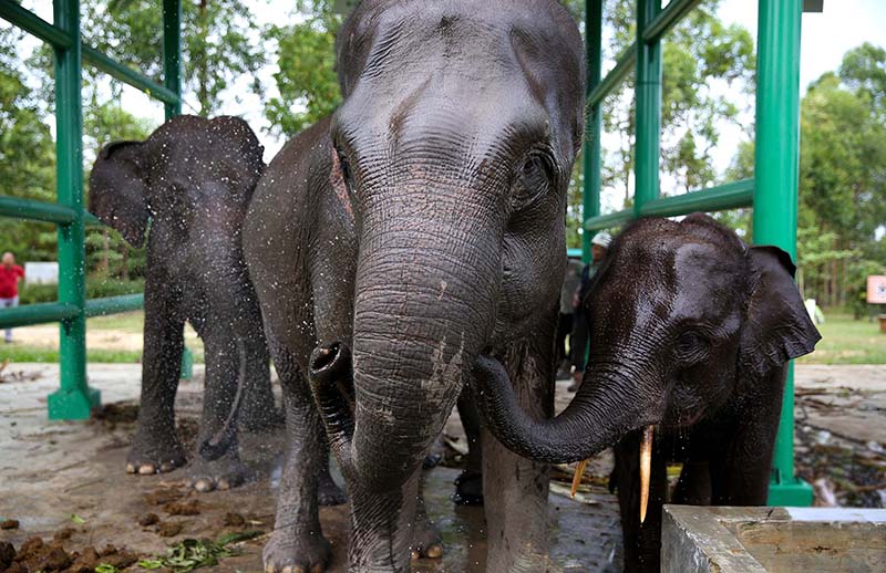 Elephant Flying Squad