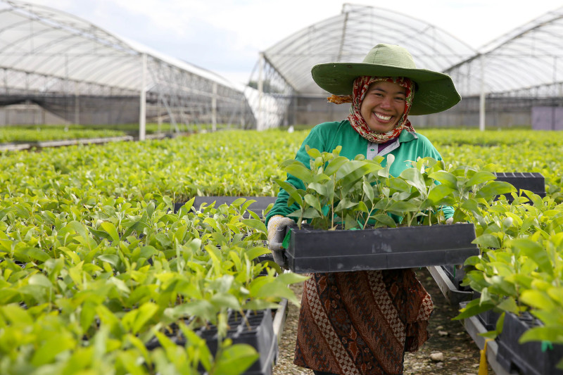 How Paper Is Made Kebun Bibit APRIL RAPP — APRIL Asia
