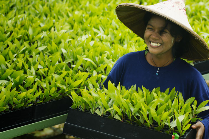 Raising Acacia Seedlings in Pelalawan Nurser &mdash; APRIL Asia