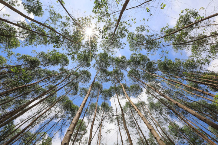 Clonal Plantation