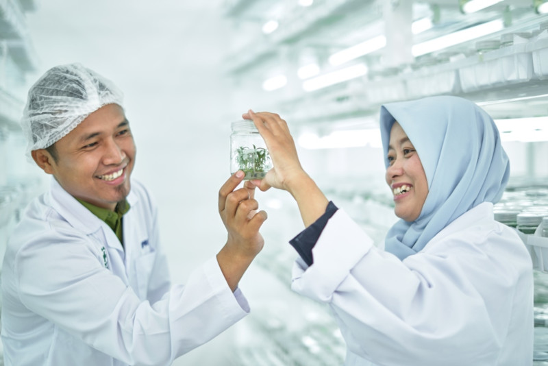 How Paper Is Made kultur jaringan RAPP — APRIL Asia
