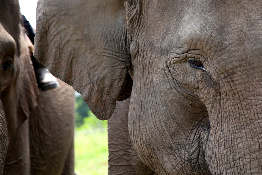 Sumatran Elephant Conservation