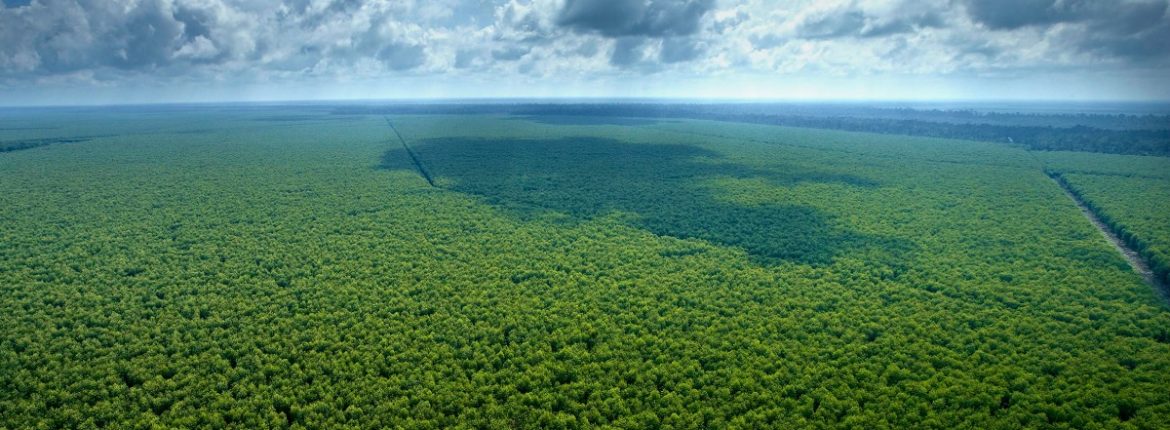 Plantation Edit S 1170x430