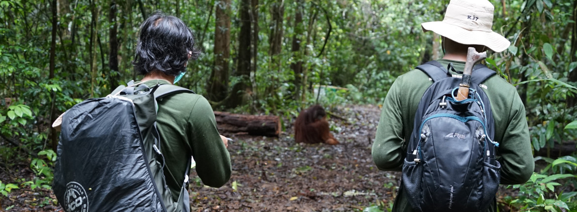 Working Together To Provide A Safe Home For Borneos Orangutans.01