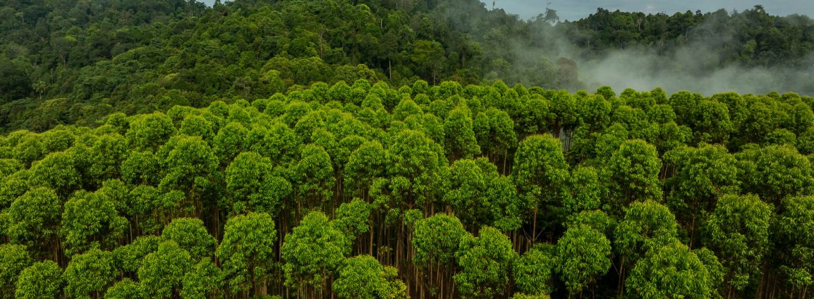 APRIL Group Statement on FSC Memorandum of Understanding Suspension APRIL Group Image 283