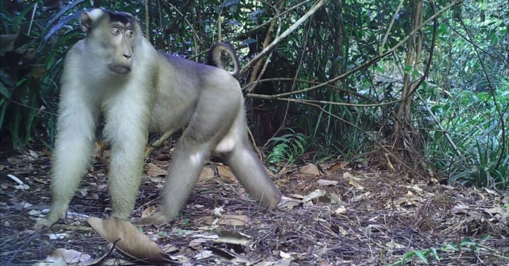 APRIL Dialog Pig Tailed Macaque 1024x536