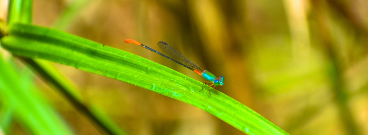A Damselfly Discovery And A Decade Of Science In Sumatras Peat Forests Banner