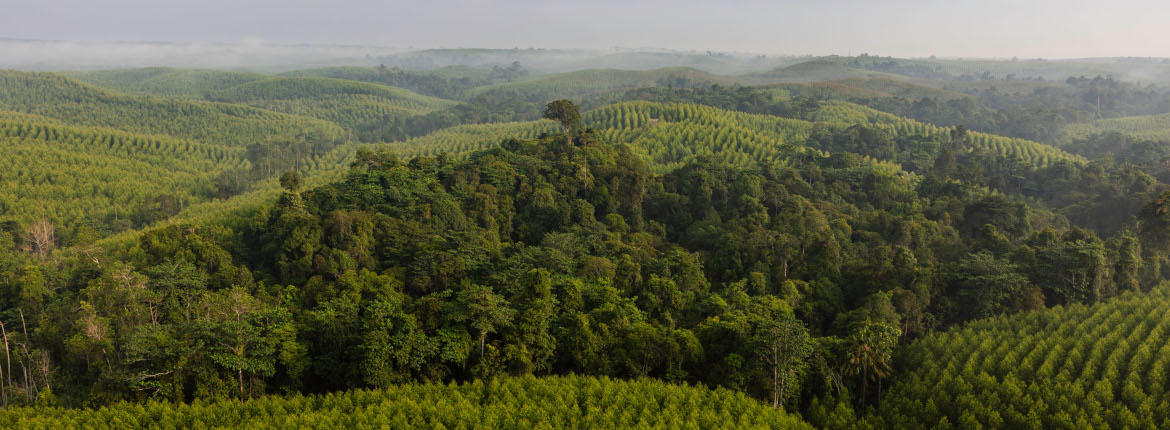 Update on Wood Sourcing Policies and Open Market Wood Sourcing Aprildialog Banner